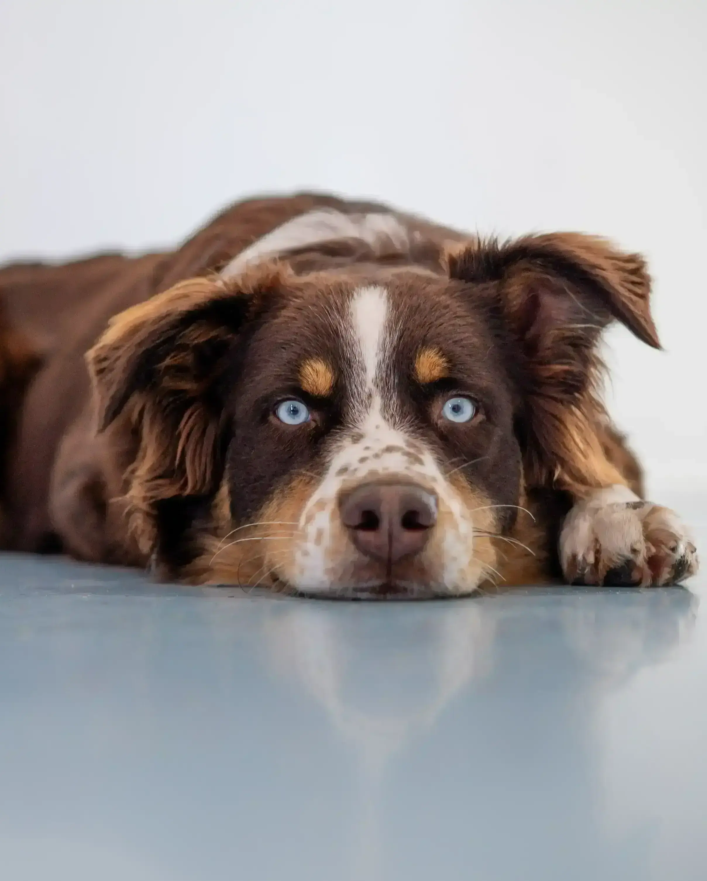 Wachtende hond